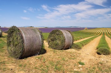 Poster - Lavendelfeld Ernte - lavender field harvest 20