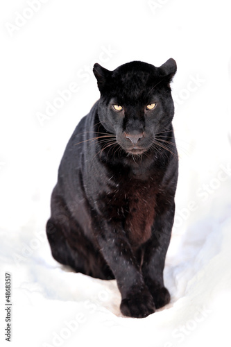 Valokuva  Leopard portrait