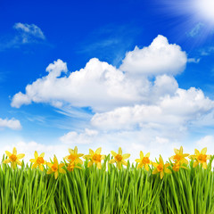 Canvas Print - narcissus flowers in grass over sunny blue sky