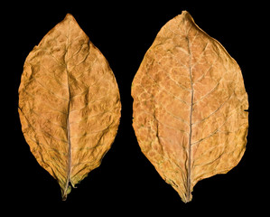 leaf tobacco