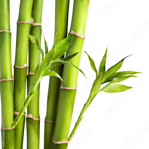 Obraz w ramie Bamboo and bamboo leaf on white background