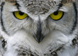 Great Horned Owl - Raptor Release