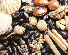 Assortment Of Fresh Shellfish