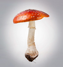 Red Poison Mushroom Close Up Studio Shoot