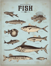 Sea-life Illustrations: Fish (1)