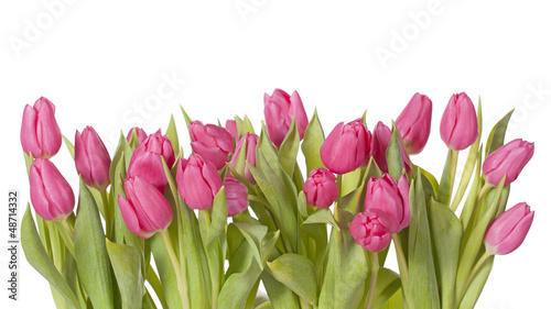Naklejka na szafę Tulip flowers
