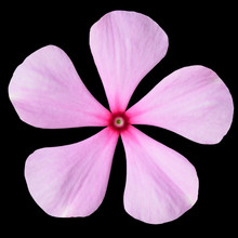 Pink Periwinkle Flower With Red Center Isolated