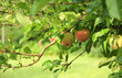 Nature - Apple tree