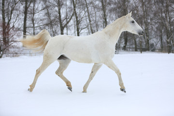 Wall Mural - Pferde - Schnee