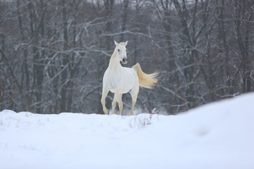 Wall Mural - Pferde - Schnee