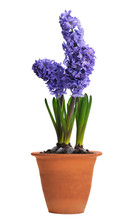 Blue Hyacinth In Ceramic Pot