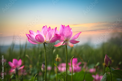 Naklejka nad blat kuchenny lotus flower in sunset