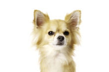 Chihuahua Isolated On A White Background Looking At The Camera