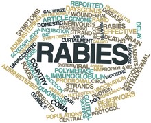 Word Cloud For Rabies