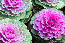 Purple Ornamental Kale In Bloom