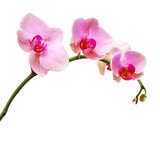 Fototapeta Storczyk - Pink orchid flower isolated on white,  floral background