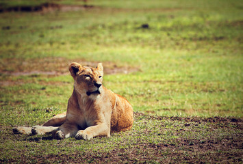 Wall Mural - female lion lying. ngorongoro crater, africa