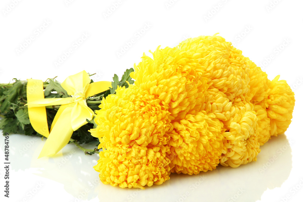 bright yellow chrysanthemums, isolated on white
