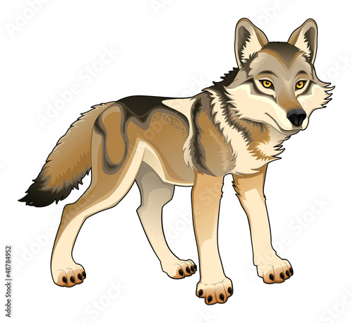 Obraz w ramie Wolf. Vector isolated character