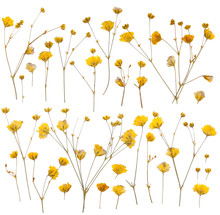 Dry Yellow Wildflowers