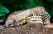 leopard gecko on a bark