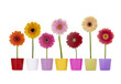 canvas print picture - Reihe Gerbera Blumen in bunten Übertöpfen