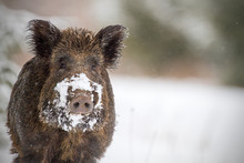 Wild boar with snow on snout