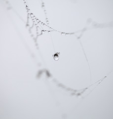 a spider web with some water droplets early in the morning