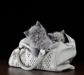 Wall Mural - british short hair kittens in a bag