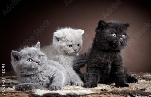 Fototapeta do kuchni three british short hair kittens