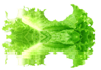 Poster - Fresh lettuce with water reflection