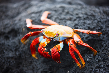 Sally lightfoot crab