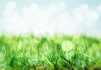 Wall Mural - nature background with grass in the meadow
