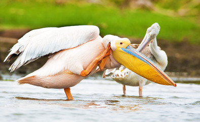 birds of the lake Nakuru