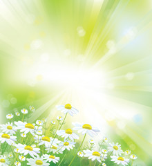Wall Mural - vector of sky background with white chamomiles