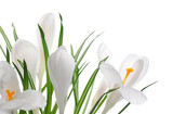 Fototapeta Tulipany - white crocuses