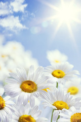 Aufkleber - art floral spring or summer background