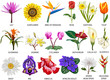 18 species of colorful flowers