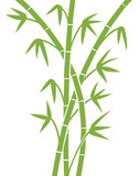 Fototapeta Sypialnia - green bamboo stems