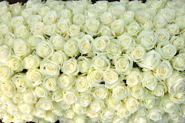 Group of white roses, wedding decorations