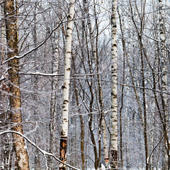 Poster - birch trunks in winter forest