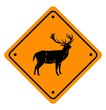 deer cross