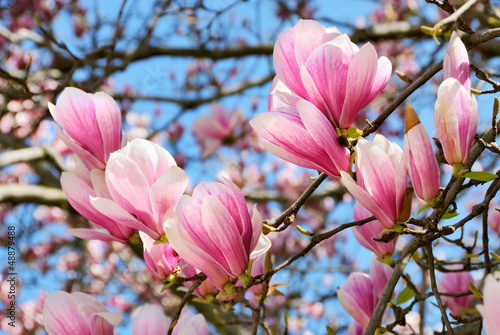 Magnolien vor blauem Himmel - 48879488