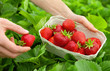 canvas print picture - Perfekte Erdbeeren frisch vom Strauch