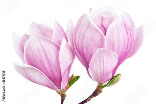 Zwei Magnolienblüten auf weiß