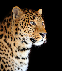 Wall Mural - leopard portrait