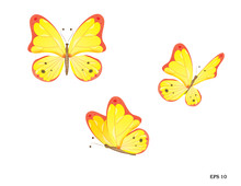 Butterfly In Three Body Positions