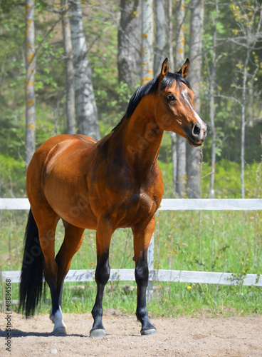 Obraz w ramie Bay stallion of Ukrainian riding breed