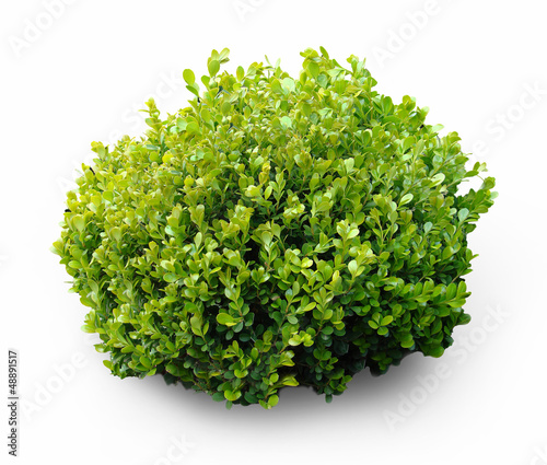 Cuadros en Lienzo Fresh shrub plant on white background