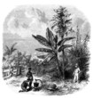 Tropical Scene - 19th century